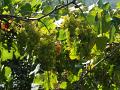 PICT0083